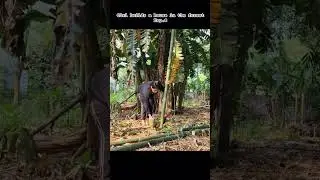 Girl builds a house in the forest Exp.8 #buituyen #bamboo #building #farming #survival #bushcraft