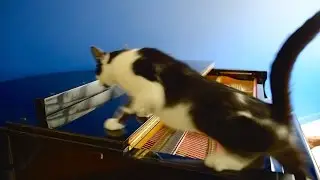 DAMN CAT!!!