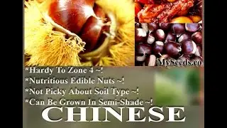 Chinese Chestnut - Castanea mollissima Seeds on  www.MySeeds.Co