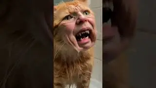 When your cat turns into your worst nightmare&hellip;