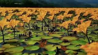 Dreamlike scenery in Qionghai Lake