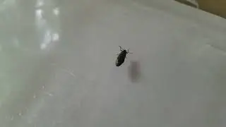 Click beetle