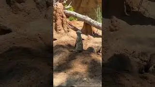 Clever Meerkat
