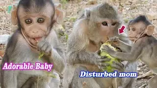 Gorgeous baby monkey, Toyota follow mom find and try to Disturbed mom's eating| Adorable baby active