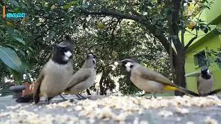 Himalayan Bulbul Pycnonotus leucogenys