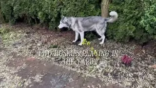 A Morning with Two Siberian Huskies: Pure Playtime & Joy