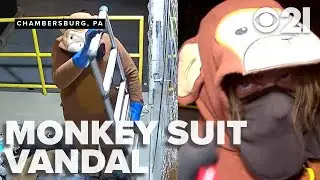 Monkey suit vandal returns to crime scene during news segment
