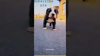 #pitbull #puppies #dangerous #looking #viralshorts