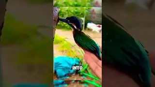 Kingfisher Slams Into Trees? Here&rsquo;s the Truth 😳