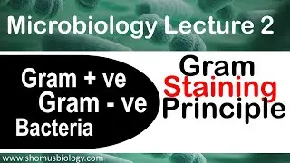 Microbiology lecture 2 | Gram positive and Gram negative bacteria Gram staining principle