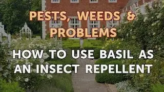 How to Use Basil as an Insect Repellent