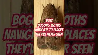How Bogong Moths Navigate to Places They've Never Seen