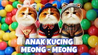 ANAK KUCING MEONG MEONG‼️ KUCING BANYAK TINGKAH‼️KUCING MEONG MEONG #kucinglucu #2