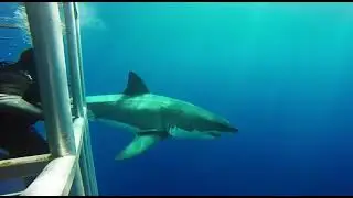 Cage diving with Great White Sharks