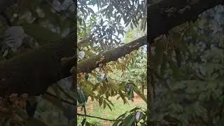 RÀ CÀNH PHÁ MIÊN TRẠNG ĐỂ MẮT CUA RA ĐỀU. 0918 456 457- 0375 456 457