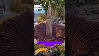 rare flower #shortvideo #facts #nature #mysteriousflowers #rareflower #flower #beautiful