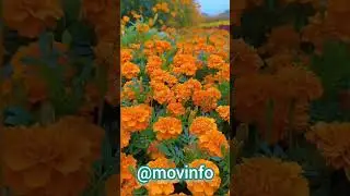 Golden Sunshine Garden Peaceful life 🌻🌻🌻 #plants #houseplantlover #houseplants #garden