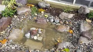 Japanese Garden With A Stream In  Alexandria Virginia