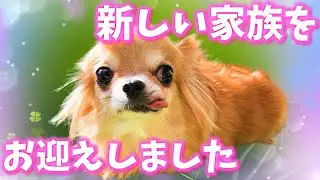 新しい家族をお迎えしました☆ころ介にお姉ちゃんが出来たよ♪ Introducing a new family♪