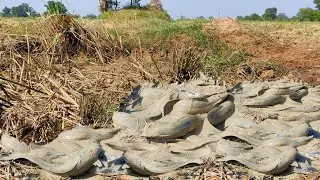 Amazing Girl Catching A Lot Catfish In Mud Dry Season 2021