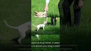 Brain Training for Dogs | Fix Bad Behavior with Fun Games