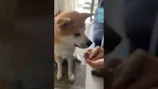 Мороженое !! 😍🐕#yurlensaga #akita #милота #отдых #cutedog #вкусно #sotasty #icecream #позитив