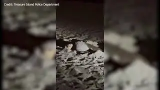 Officers find sea turtle prepare nest at Treasure Island beach