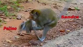 Poor Polino bite by Sandra cry very loudly / Monkey Post