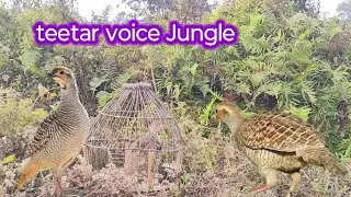 Francolin female Teetar | gora teetar boli | titar voice | francolin hunting sound | kala teetar