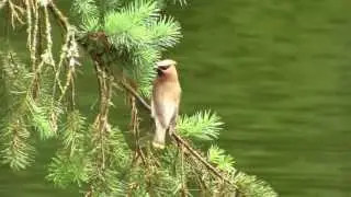Fly-catching, Cedar Waxwing. Американский свиристель, кормление на лету (1987sp)