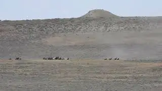 North Landers Complex, WY  BLM Wild Horse Round-Up 7/1/24 Video 20