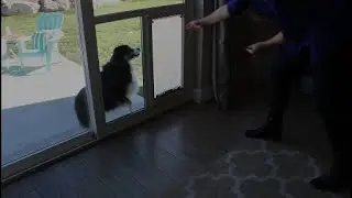 🐾 How to Choose the Right Pet Door Size for Your Dog or Cat 🐶 | Pet Door Products Guide