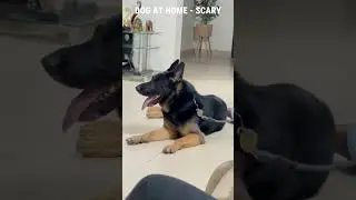 Scary Dog - Check it out  - #dubai #sharjah #uppbeat #ajman