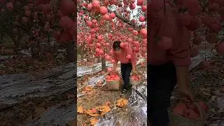 Juicy Sweet Red Fuji Apples #satisfying #fruit #agriculture