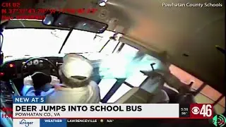 Deer jumps into school bus window