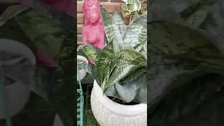 Multiplying & multiplying & multiplying 💚 #nancykaushikvats #terracegarden #dailyvlog #snakeplant