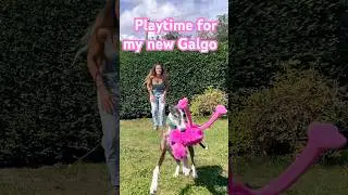 My new rescue dog starting to play 😭😍 #rescuedog #greyhound #galgo #happydog