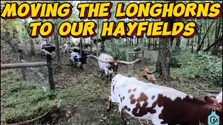 Rotational Grazing the Longhorns through our hay fields and a new gate #rotationalgrazing #farming 
