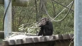 Let's play! by Dill 遊ぼうよ！ディル  Chimpanzee  Tama Zoological Park