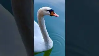 White swans on the lake #lake #swans #nature