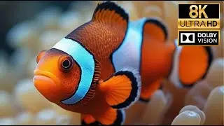 Pristine Wildlife Footage in HD - C-Drama Doblado