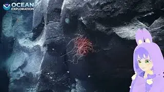 Ocean Exploration Watch-along with @oceanexplorergov  
