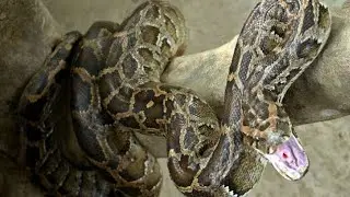 Python Deadliest Attacks |Python Attack Techniques| Python Death Trap| #pythontrap #deadliestattacks