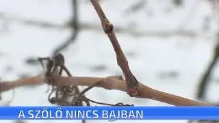 A szőlőterm&eacute;sre  nem lesz hat&aacute;ssal a kor&aacute;n j&ouml;tt meleged&eacute;s &eacute;s az &uacute;jb&oacute;li lehűl&eacute;s
