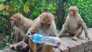 wild monkeys in the jungle #wildmonkey #monkey #jungle #video