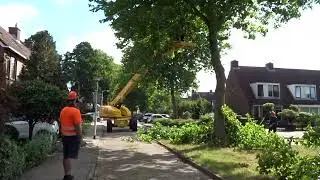 Meppel 18-8-2020 : Snoeiwerkzaamheden Platanen aan het Lagestuk
