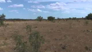 Cactus and Quail