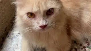 How to stop cat hair fall in tamil