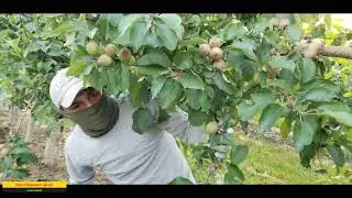 DESCUATE de manzanas o desaije,en Washington USA