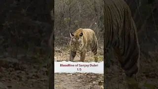 Sanjay Dubri Tiger Bloodline 🐅